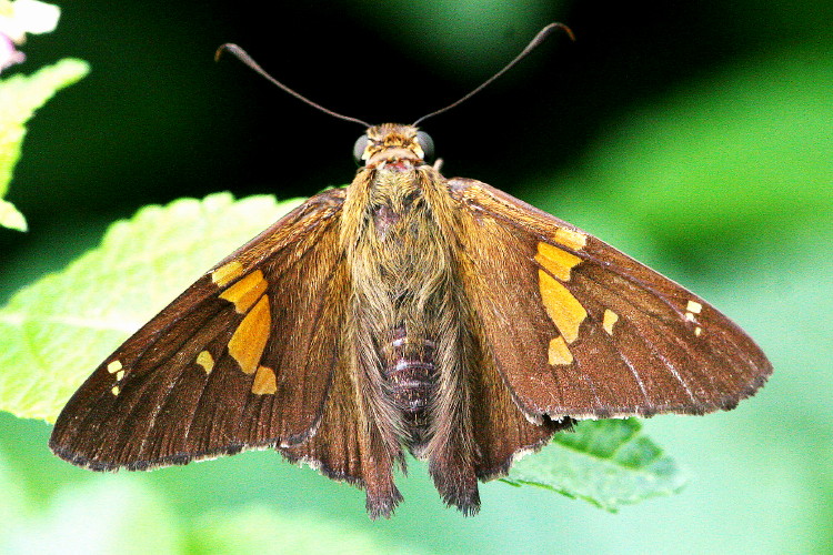 Silver-spotted Skipper