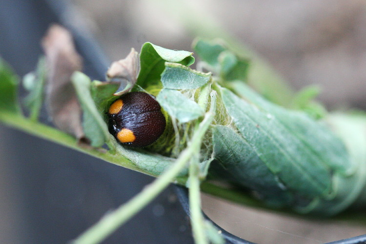 Silver-spotted Skipper Caterpillar