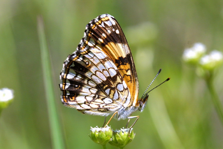 Sillvery Checkerspot