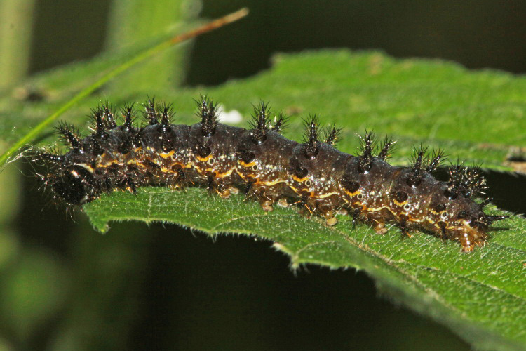 Silvery Checkerspot