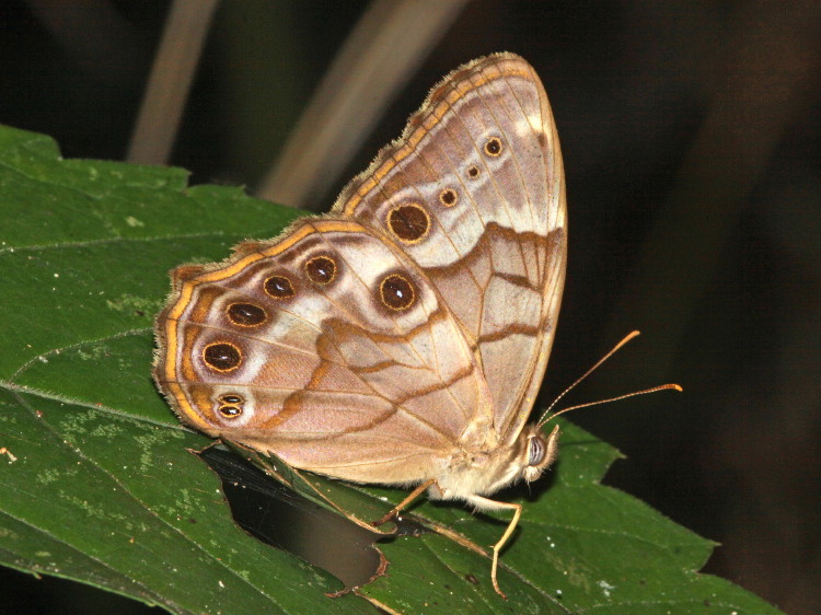 Southern Pearly-Eye