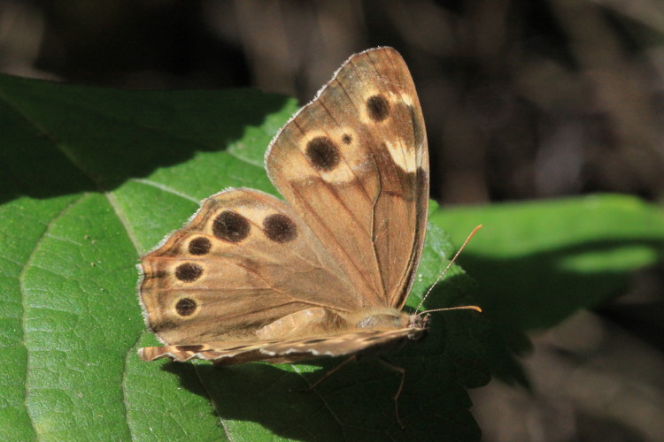 Southern Pearly-Eye