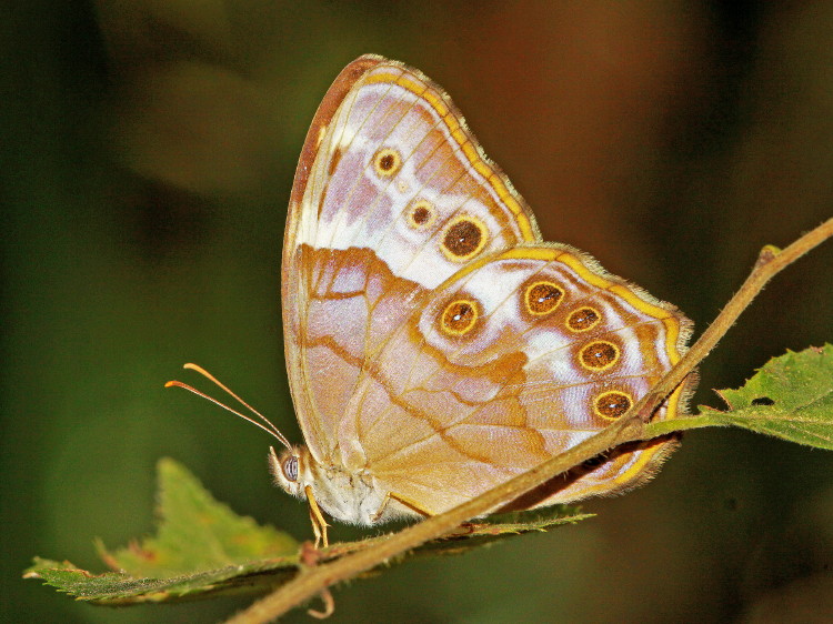 Southern Pearly-Eye