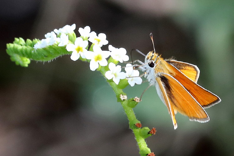 Southern Skipperling