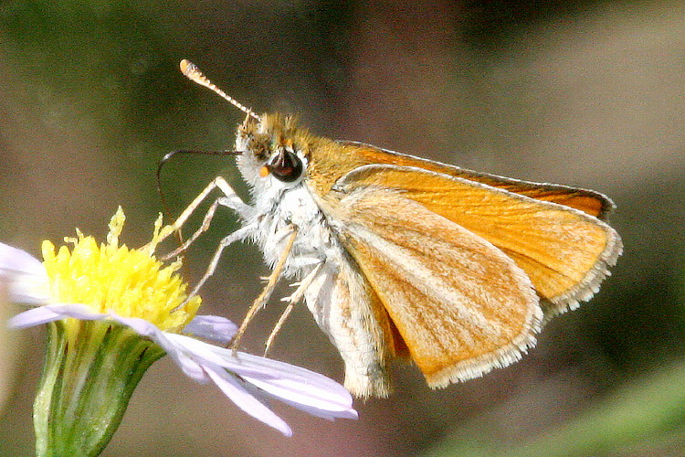 Southern Skipperling