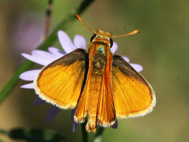 Southern Skipperling