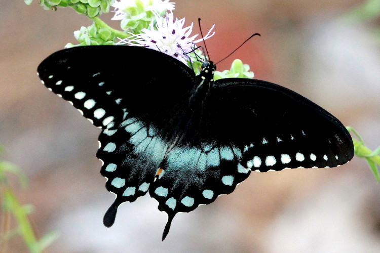 Spicebush Swallowtail Male
