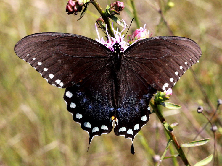 Spicebush Swallowtail Female