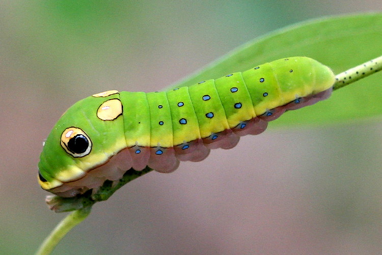 Spicebush Swallowtail