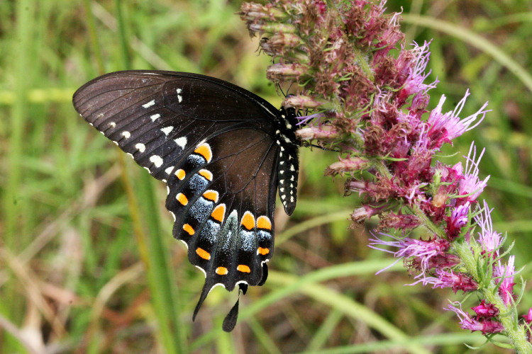 Spicebush Swallowtail