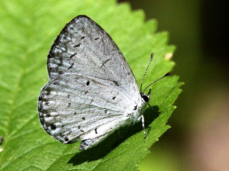 Spring/Summer Azure