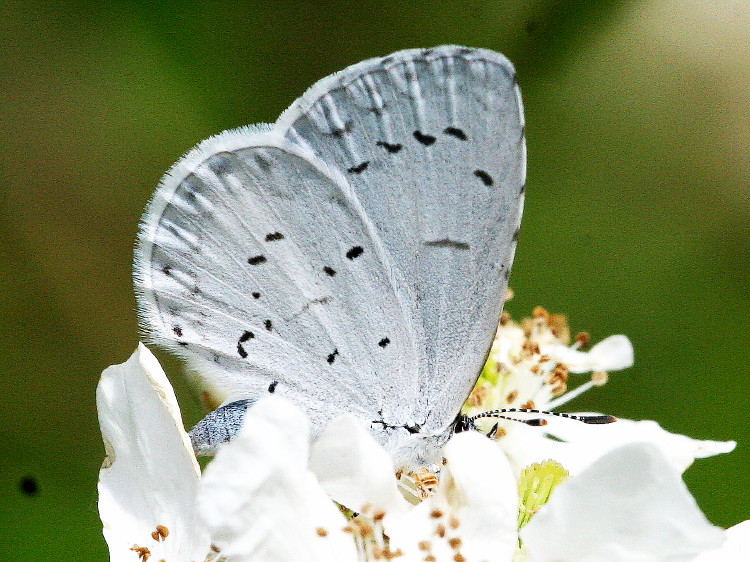 Spring Azure