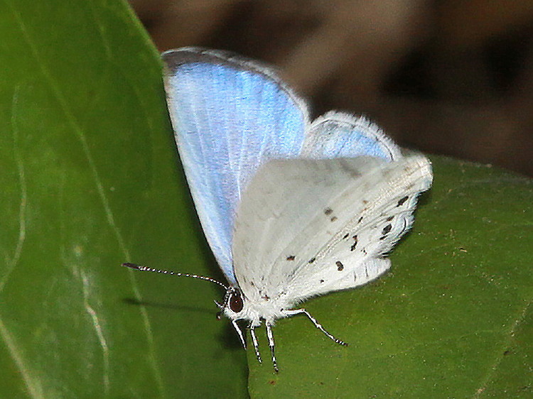 Spring/Summer Azure