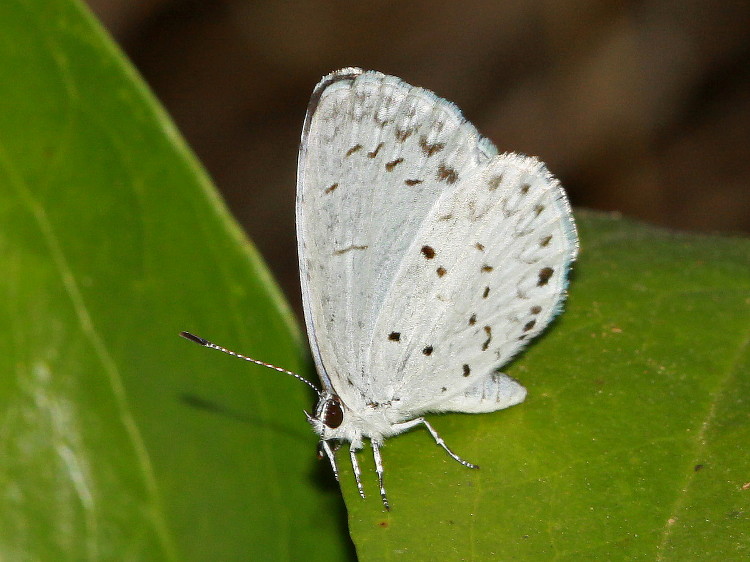 Spring/Summer Azure