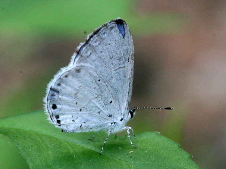Spring/Summer Azure