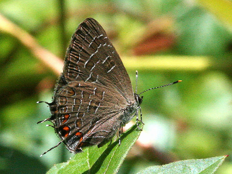 Striped Hairstreak