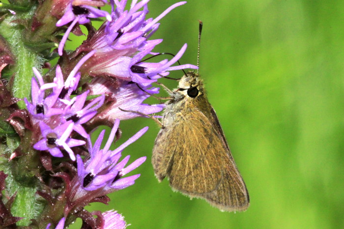 Swarthy Skipper