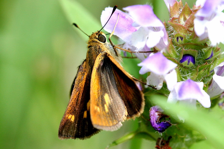 Tawny-edged Skipper