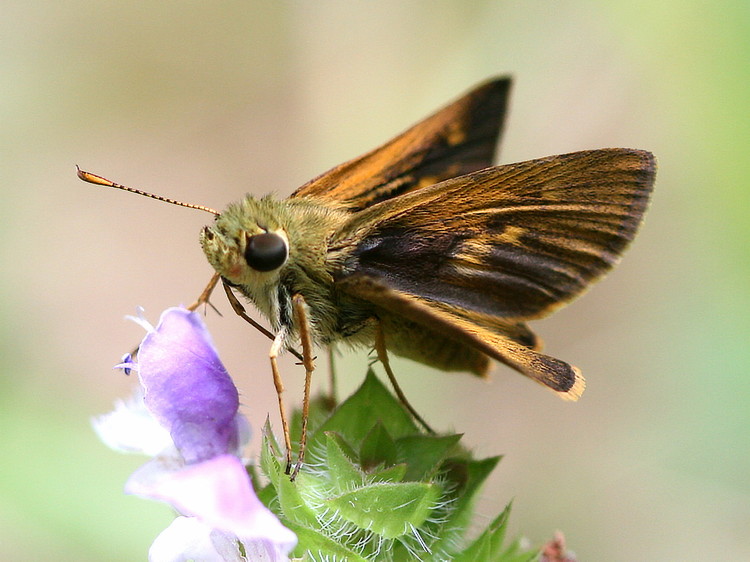 Tawny-edged Skipper