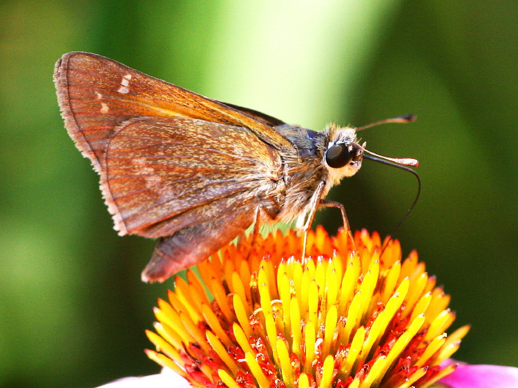 Tawny-edged Skipper