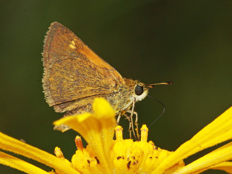Tawny-edged Skipper