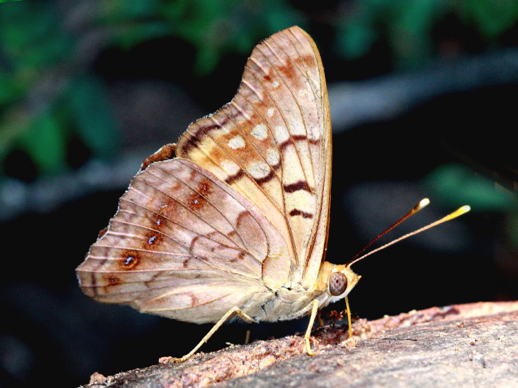 Tawny Emperor