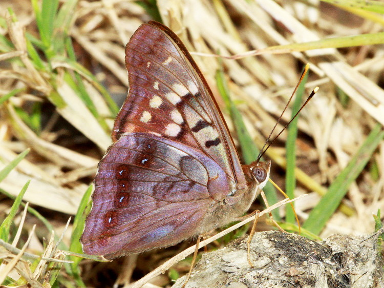 Tawny Emperor