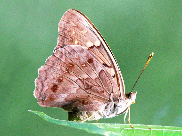 Tawny Emperor