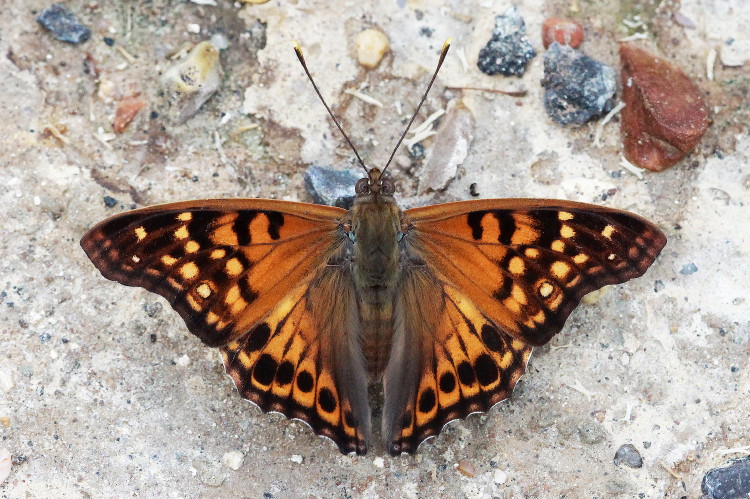 Tawny Emperor