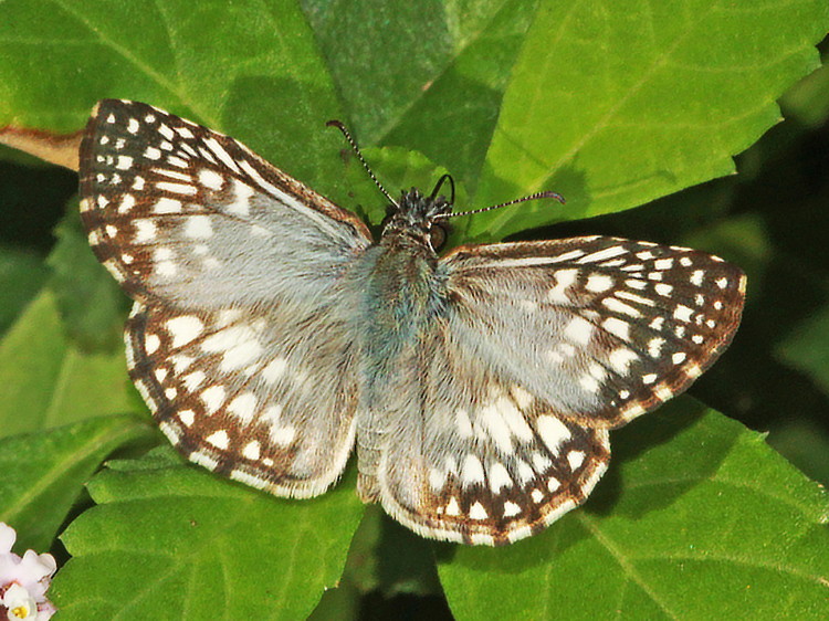 Tropical Checkered-Skipper