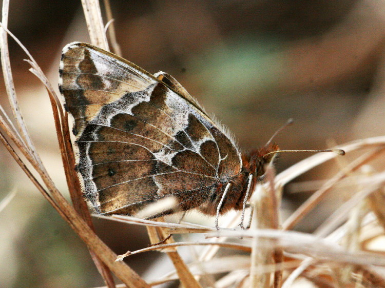 Variegated Fritillary