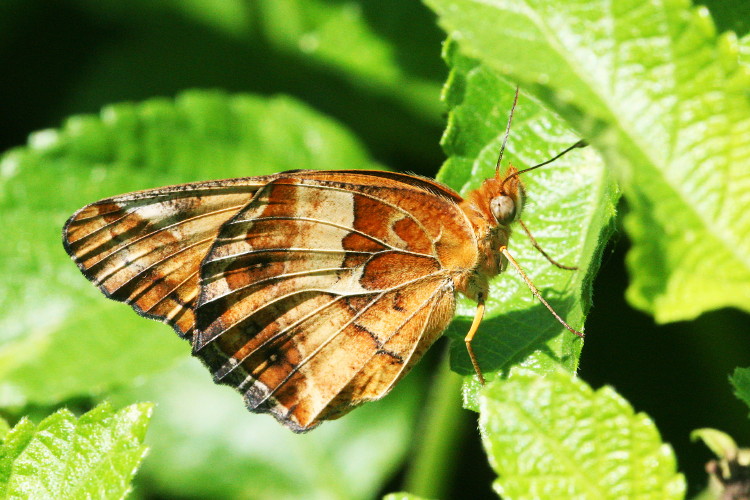 Variegated Fritillary