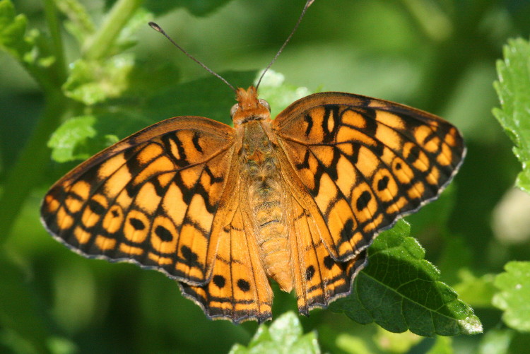 Variegated Fritillary
