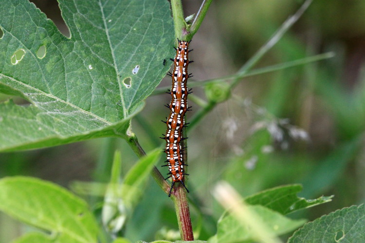 Variegated Fritillary Caterpillar