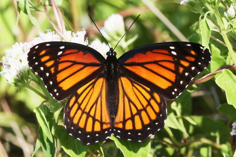 Viceroy