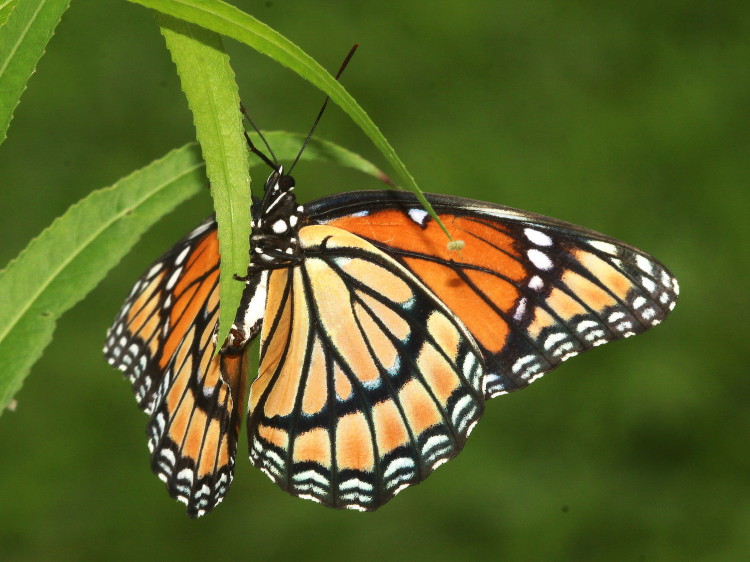 Viceroy