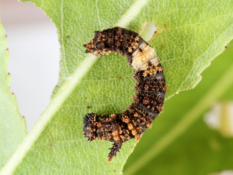 Viceroy Caterpillar