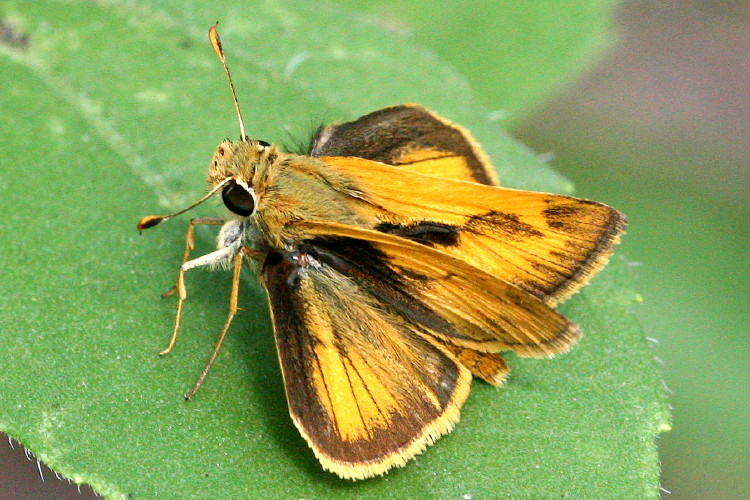 Whirlabout (male)
