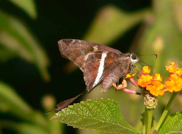 White-striped Longtail