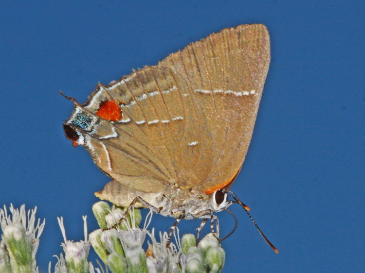White M  Hairstreak