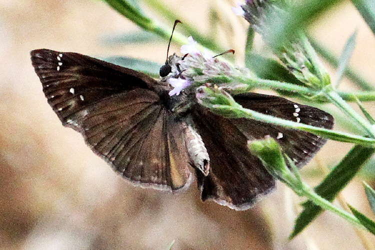 Wild Indigo Duskywing