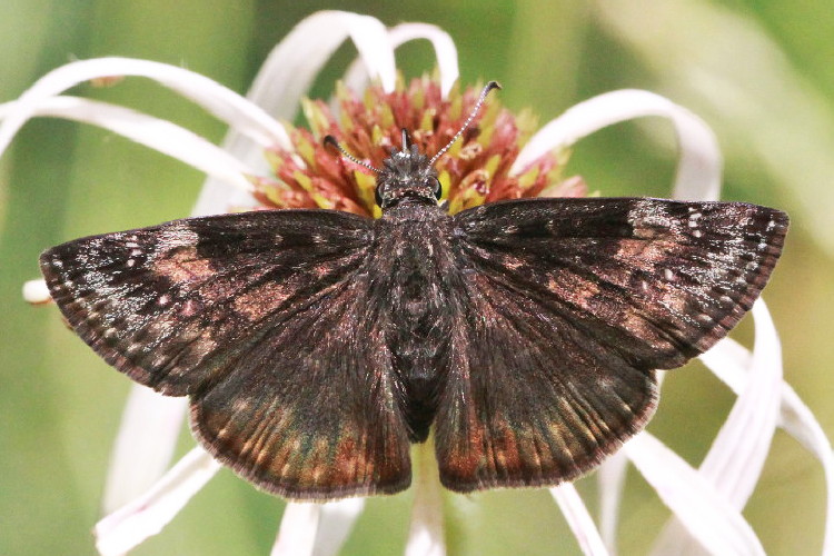 Wild Indigo Duskywing