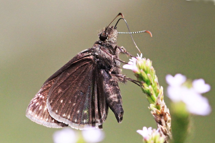 Wild Indigo Duskywing