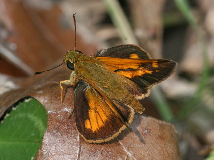 Yehl Skipper