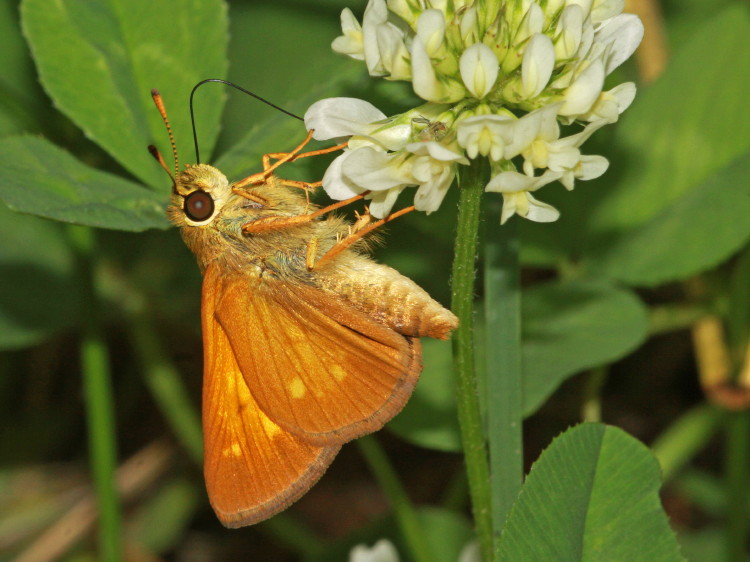 Yehl Skipper