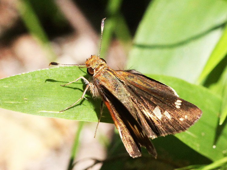 Zabulon Skipper