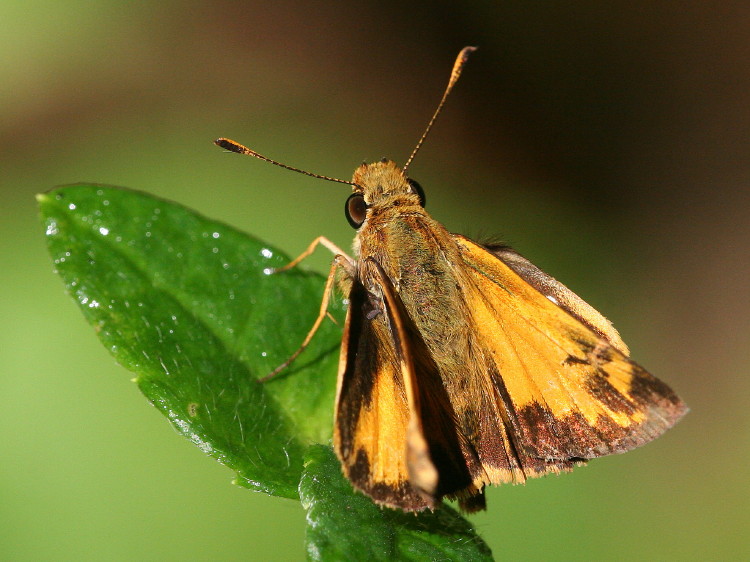 Zabulon Skipper