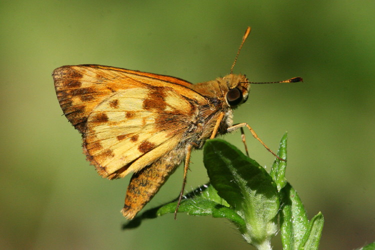 Zabulon Skipper