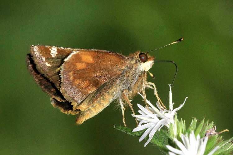Zabulon Skipper