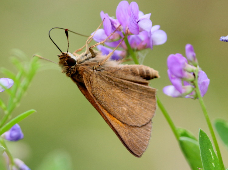 Aaron's Skipper